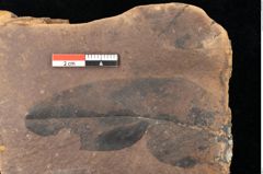Foto (Detailsansicht) von Quercus palaeoilex Ettingshausen (NHMW-GEO-2024-0188-0814)